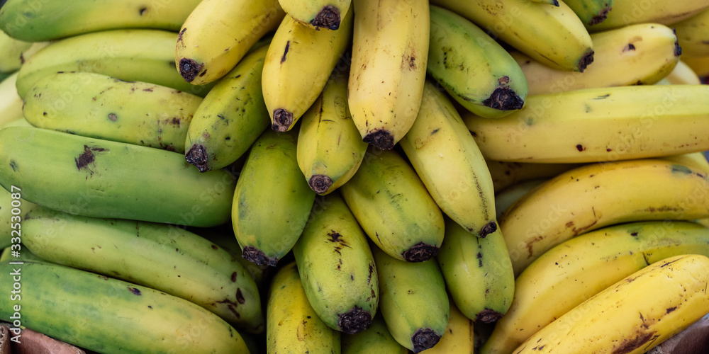 Bunch of ripe raw bananas of Madeira island, Portugal