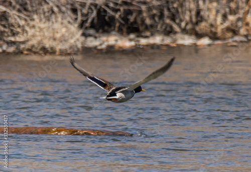 bird in flight © James