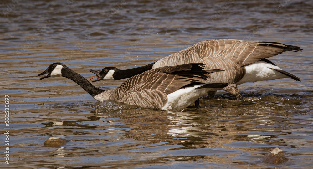 Fototapeta premium canada goose in water