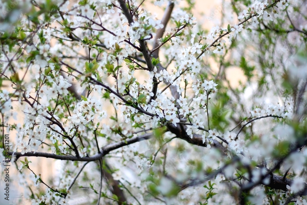 Dainty white blossoms on a tree. Selective focus. Dainty white blossoms on a tree. Selective focus.