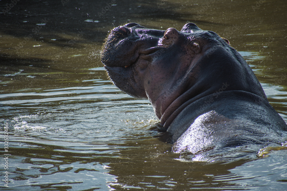 Hipopotamo Africa Safari Serengeti