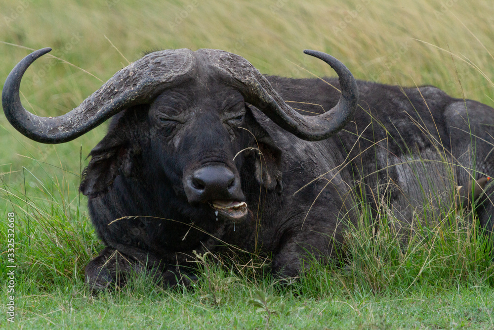 Fototapeta premium Cape buffalo laying in field and chewing grass