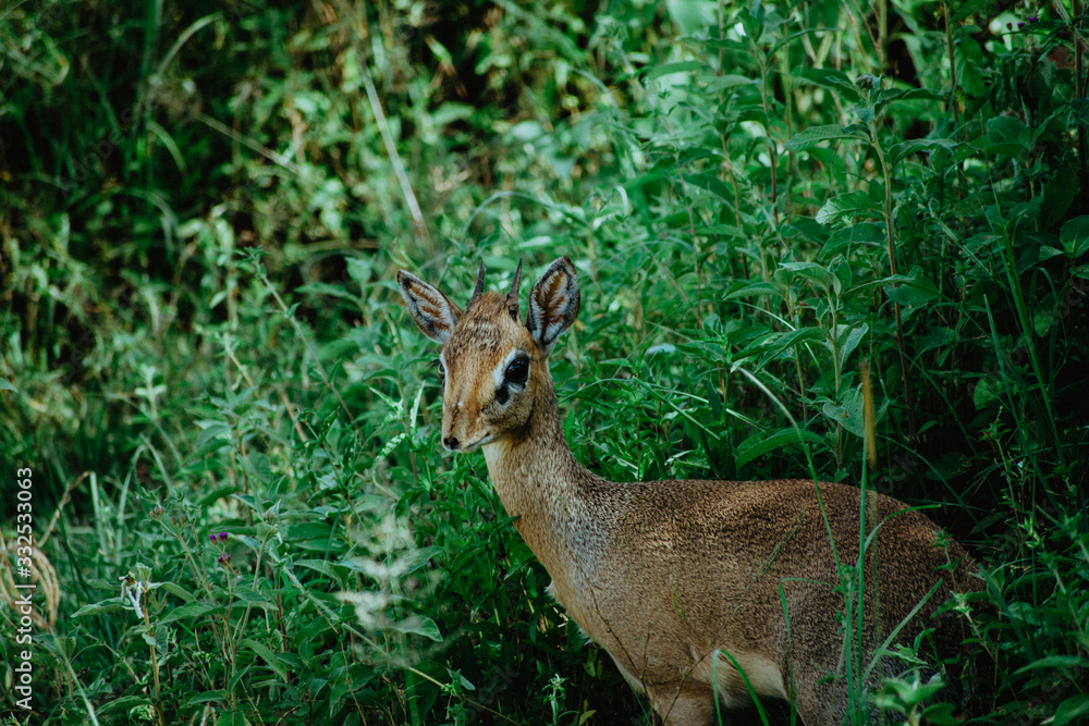Madoqua Africa Safari Madoqua Africa Safari