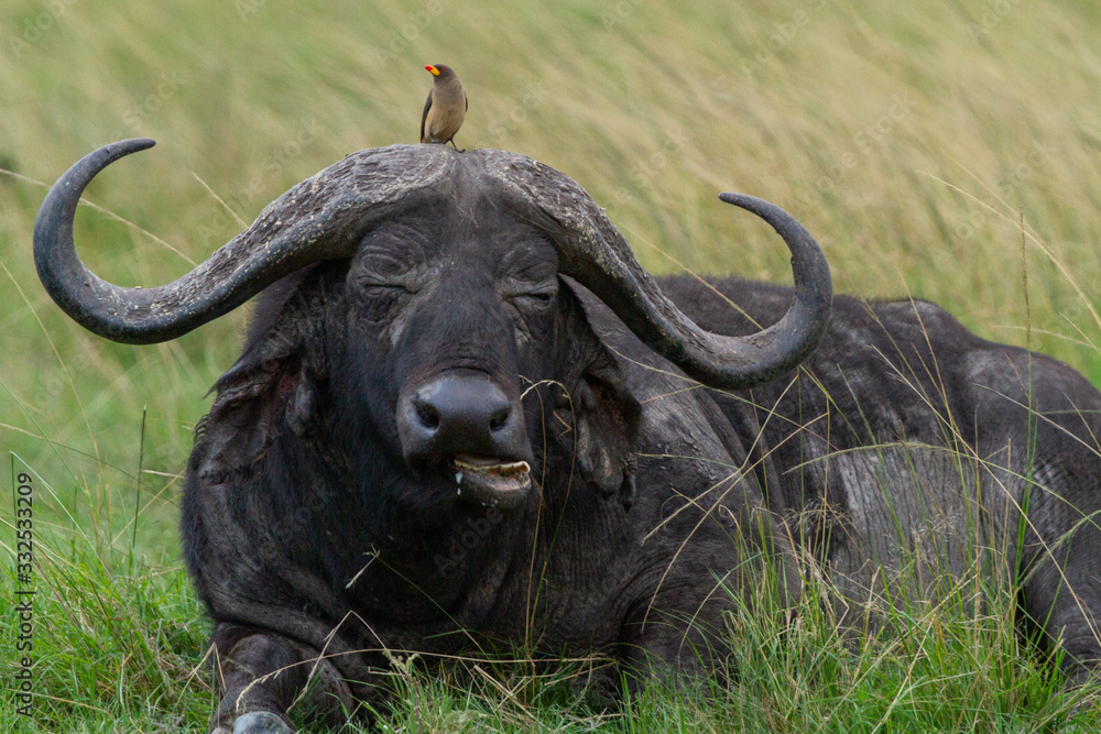 Small bird sits on top of a Cape Buffalo's head while he rests and eats grass Small bird sits on top of a Cape Buffalo's head while he rests and eats grass