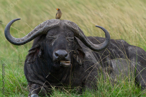 Small bird sits on top of a Cape Buffalo s head while he rests and eats grass