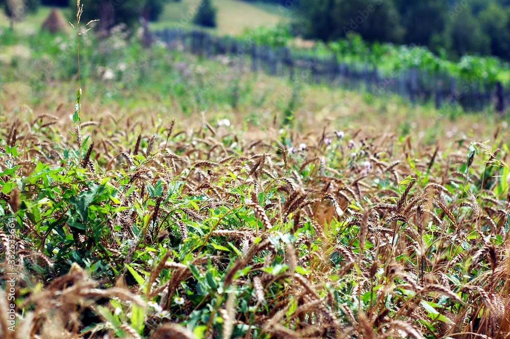 Obraz premium beautiful nature with flowers, trees and grass of various colors