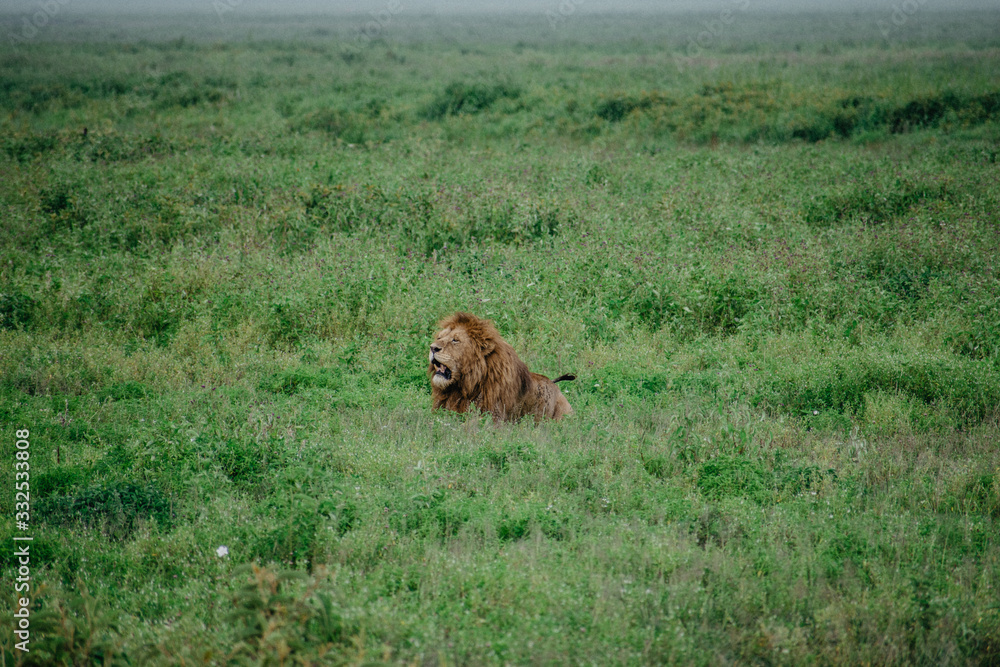 Fototapeta premium Leon Africa Safari