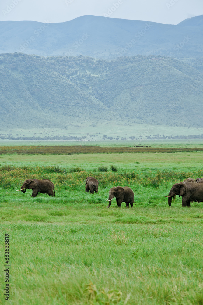 Elefante Africa Safari Ngorongoro Elefante Africa Safari Ngorongoro