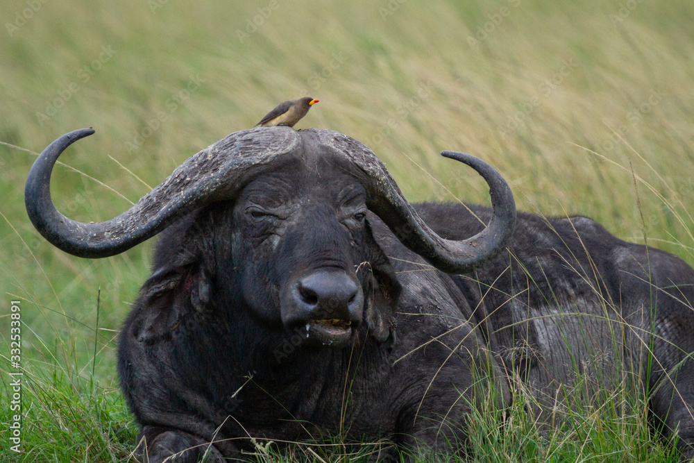 Small bird sits on top of a Cape Buffalo's head while he rests and eats grass Small bird sits on top of a Cape Buffalo's head while he rests and eats grass
