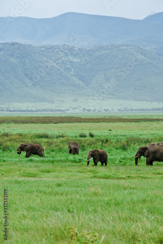 Elefante Africa Safari Ngorongoro