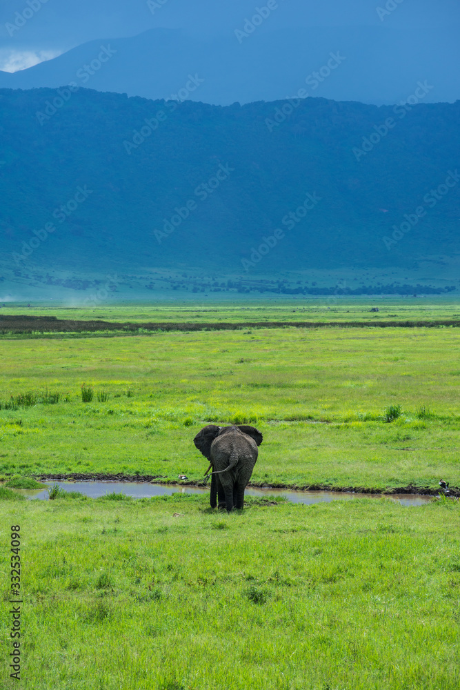 Obraz premium Elefante Africa Safari Ngorongoro