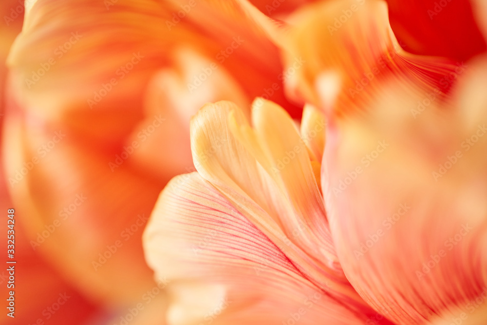 Closeup of petals of beautiful orange and with red streaks tulips in vase. Flower background. Floral Wallpaper. Copy space