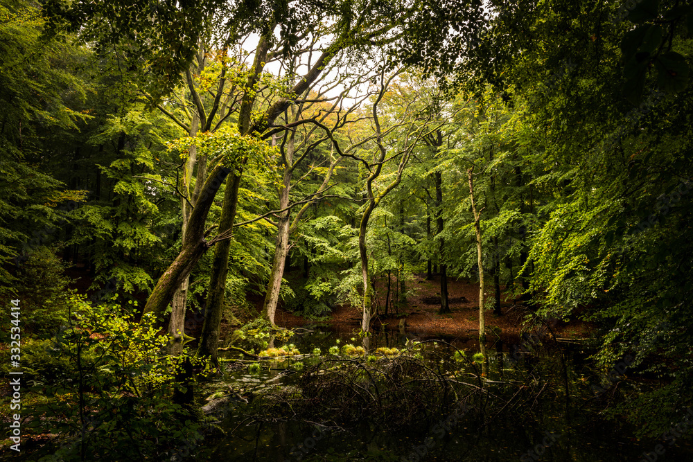 Fototapeta premium Märchenhafter grüner Wald
