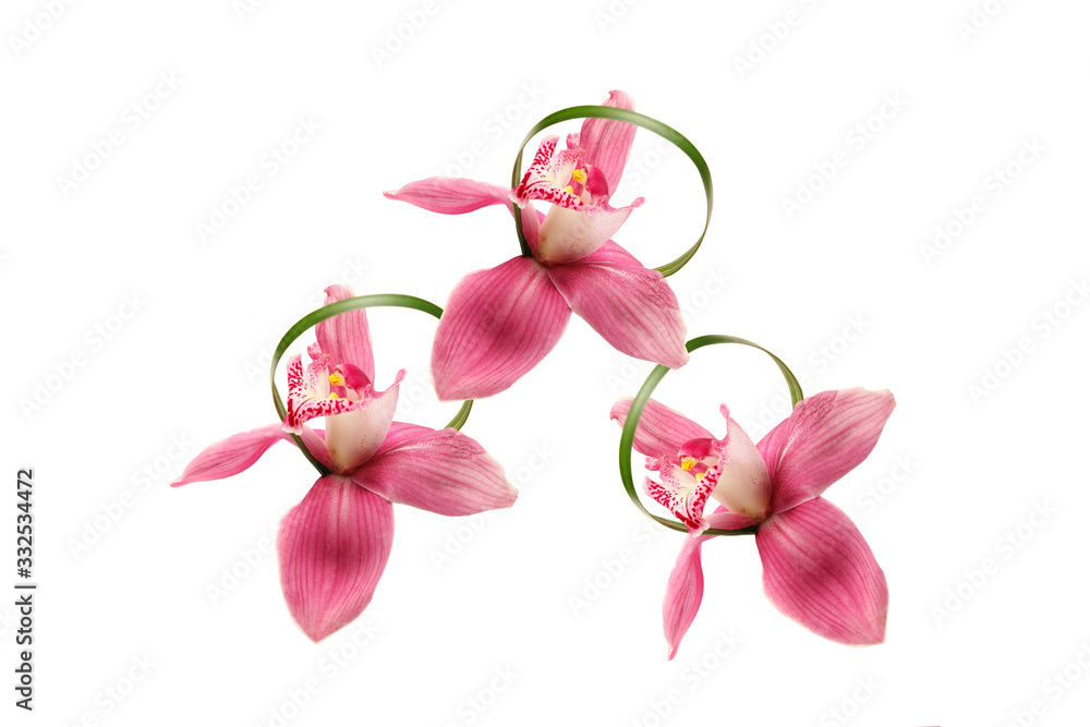 Three pink Orchid flowers with green thin leaves, connected to each other Three pink Orchid flowers with green thin leaves, connected to each other
