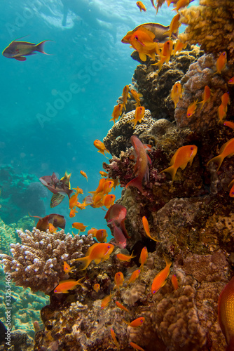 Red sea coral and orange fish wallpaper