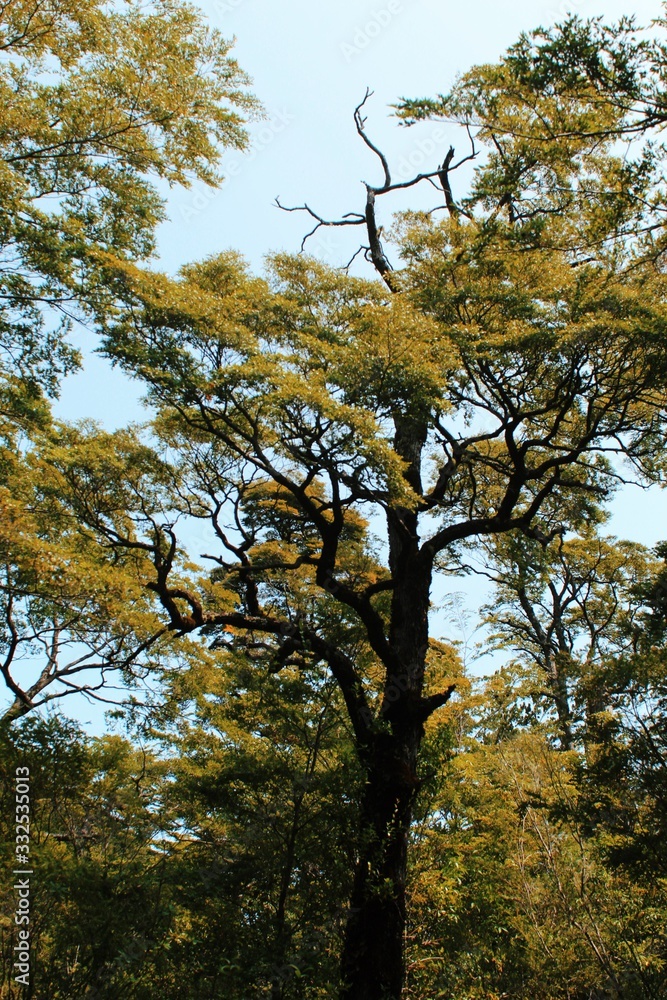 Árbol 