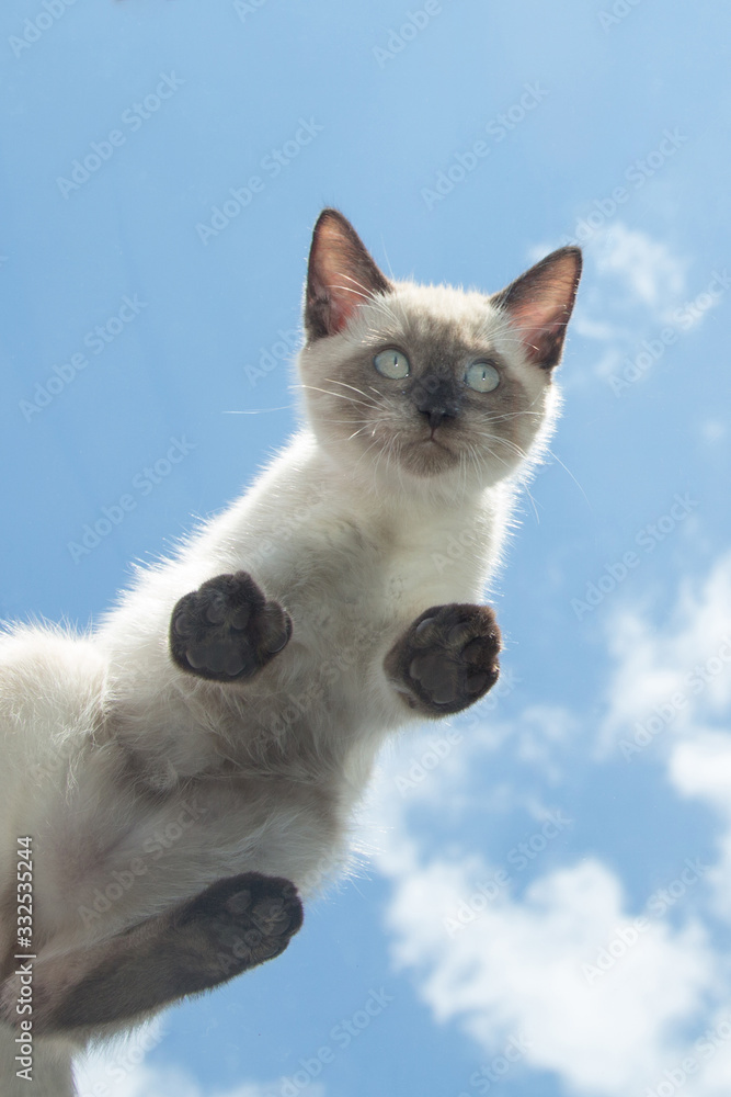 Kätzchen vor blauem Himmel