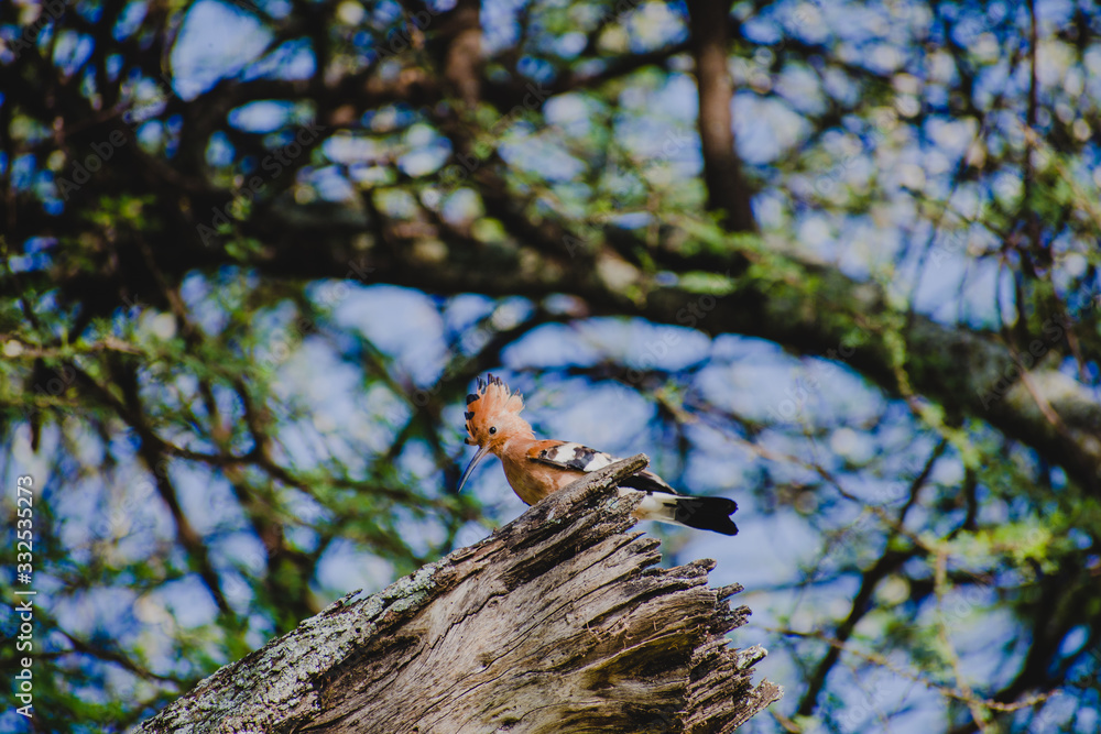Obraz premium Abubilla Hoopoe 