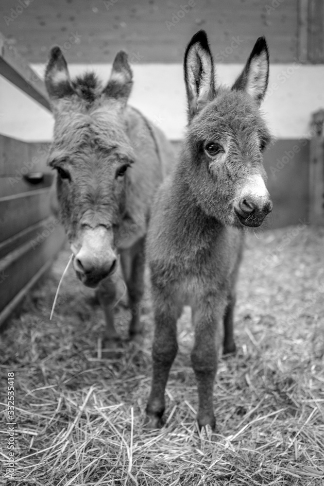 Fototapeta premium Babyesel