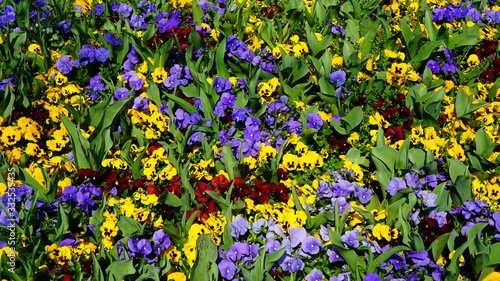 beautiful spring flowers on the side of the road such as various colors of pansy, various colors of tulip and Viola tricolor