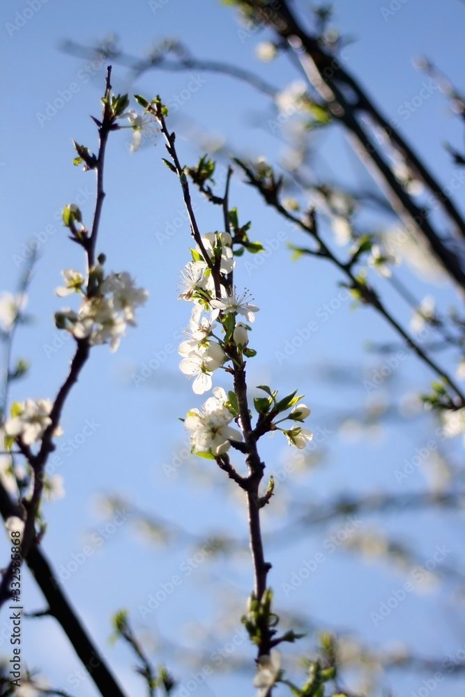 Dainty white blossoms on a tree. Selective focus. Dainty white blossoms on a tree. Selective focus.