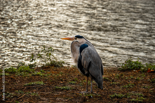 Canvas Print retrato ardeidae