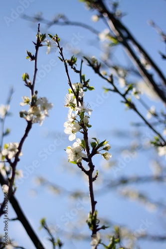 Dainty white blossoms on a tree. Selective focus.