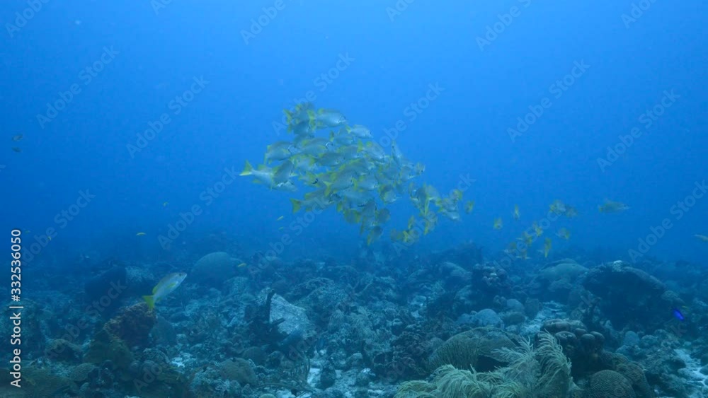 School of Schoolmaster Snapper in turquoise water of coral reef in Caribbean Sea / Curacao School of Schoolmaster Snapper in turquoise water of coral reef in Caribbean Sea / Curacao