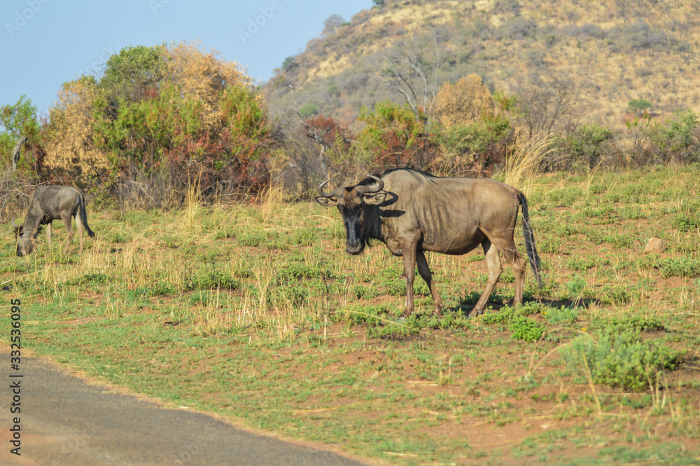 Obraz premium Blue wildebeest ( Connochaetes taurinus ) grazing in a South African game reserve