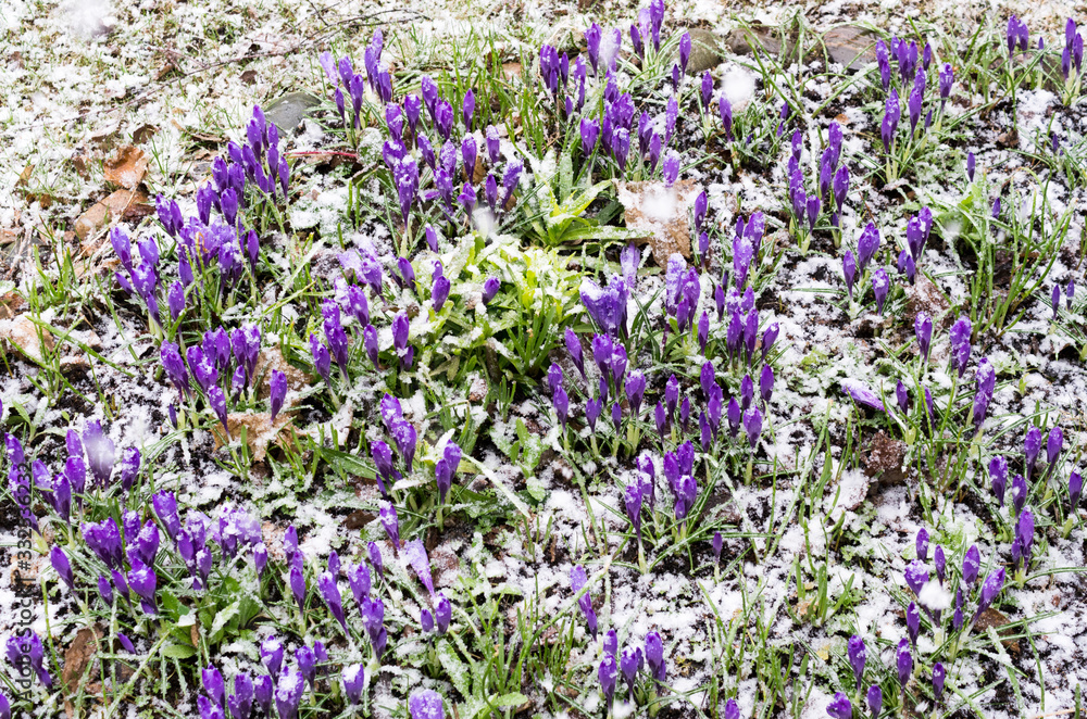 Snowing Snowing