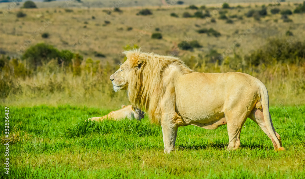 Fototapeta premium Big African white lion pride in Rhino and lion nature reserve in South Africa