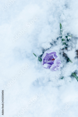 White and purple crocus growing in spring, cowered with snow. View from above.