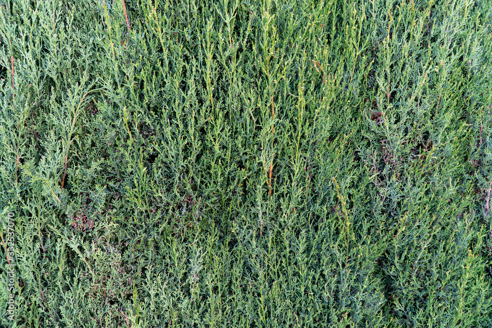 Green background from thuja twigs with a live plant Green background from thuja twigs with a live plant