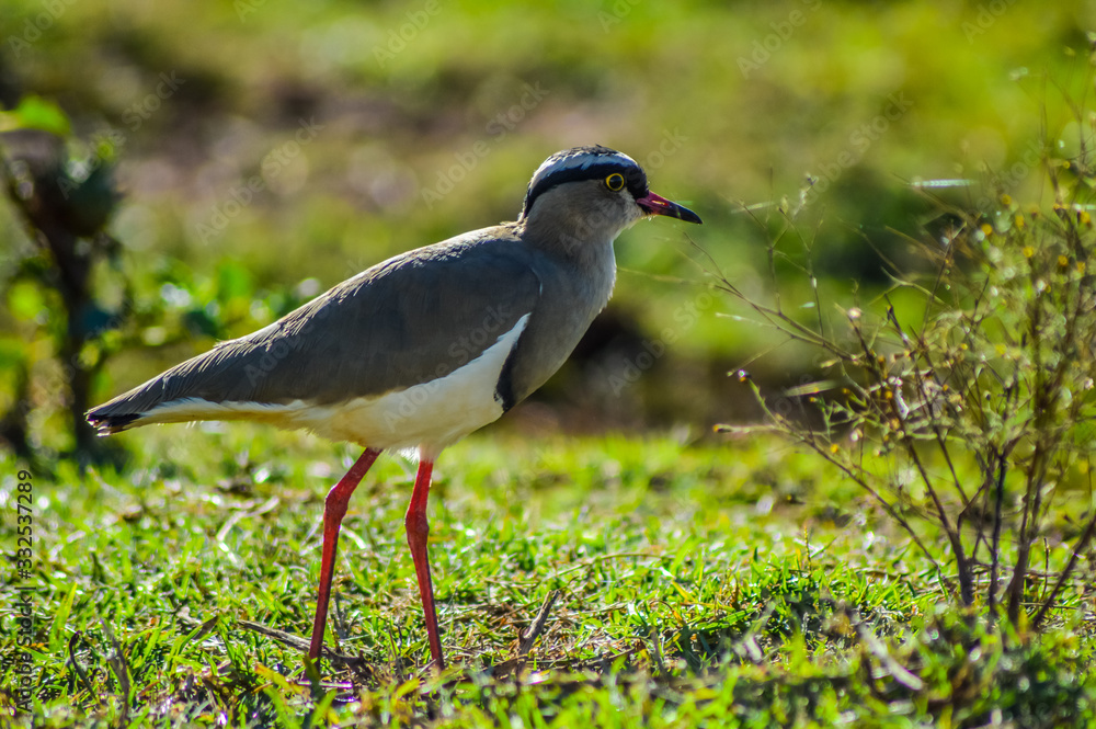 Cute and beautiful crowned lapwing bird during bird watching in a game reserve in South Africa Cute and beautiful crowned lapwing bird during bird watching in a game reserve in South Africa