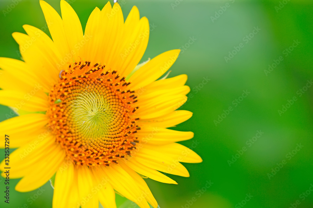Beautiful sunflowers in the botanical garden