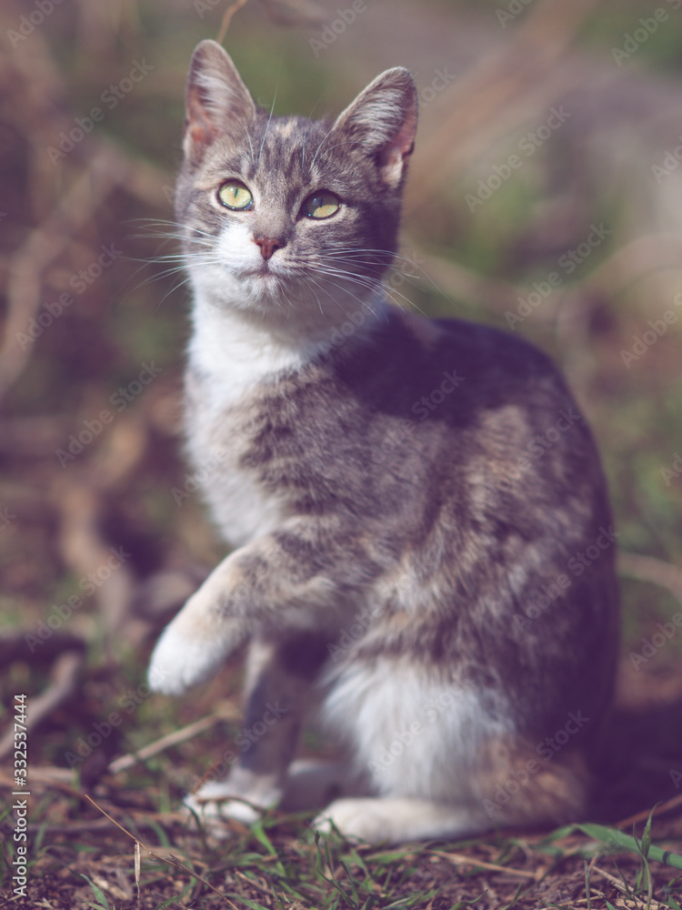 Lovely young ash kitten portrait in the garden, look and paw rai