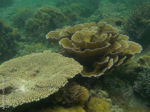 奄美大島のサンゴ