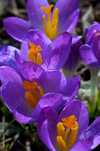 Closeup picture of a crokus. Very beautiful flowers of crocuses