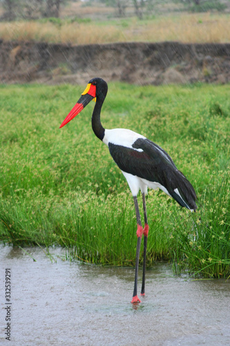 Saddle-billed stork standing in water during rainy day  Tanzania