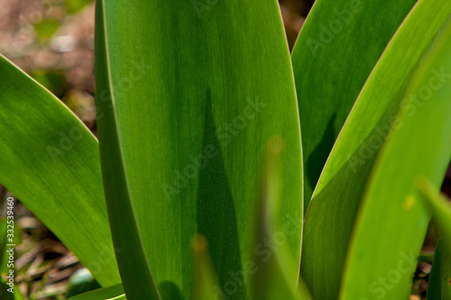 Leaves of tulips. Grass leaves. Wheat leaves. The beautiful texture from leaves