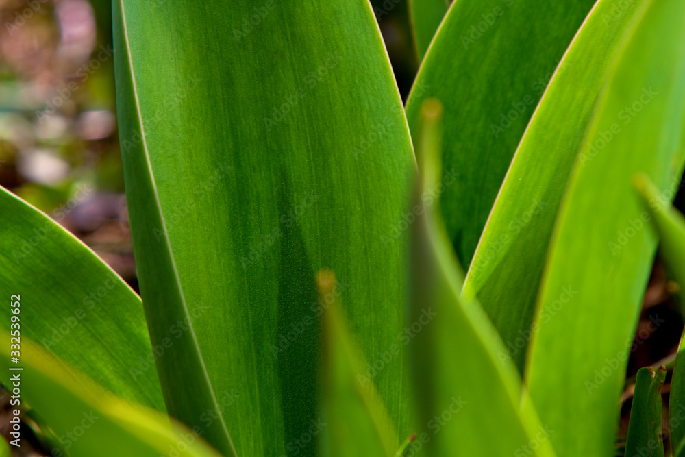 Leaves of tulips. Grass leaves. Wheat leaves. The beautiful texture from leaves Leaves of tulips. Grass leaves. Wheat leaves. The beautiful texture from leaves