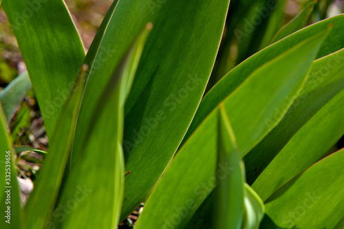 Leaves of tulips. Grass leaves. Wheat leaves. The beautiful texture from leaves