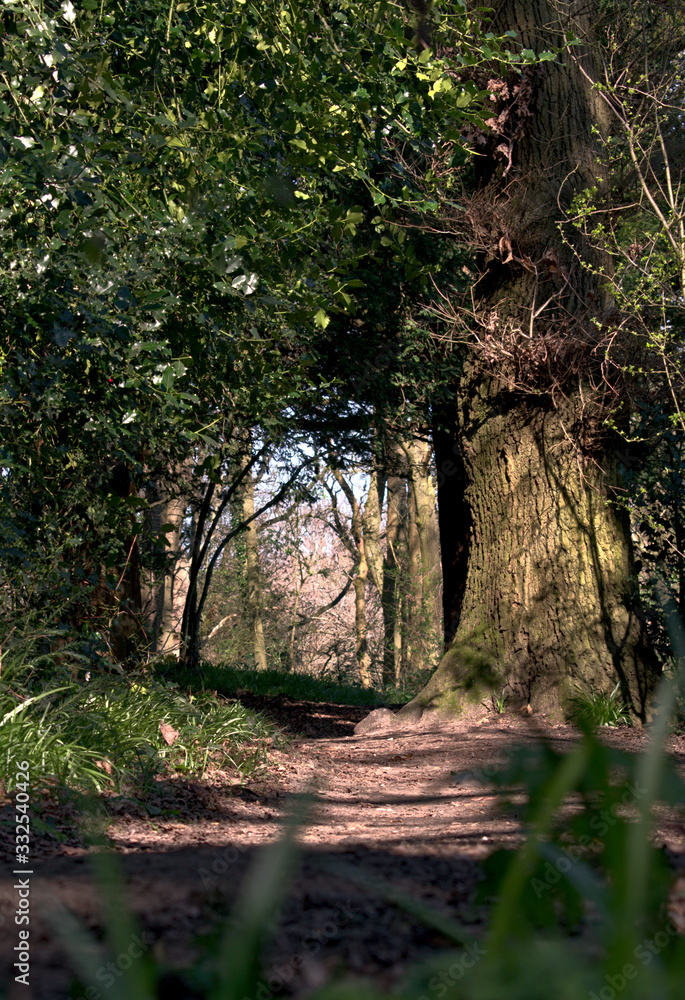 Fototapeta premium Sunlight rays through forest path during a late morning