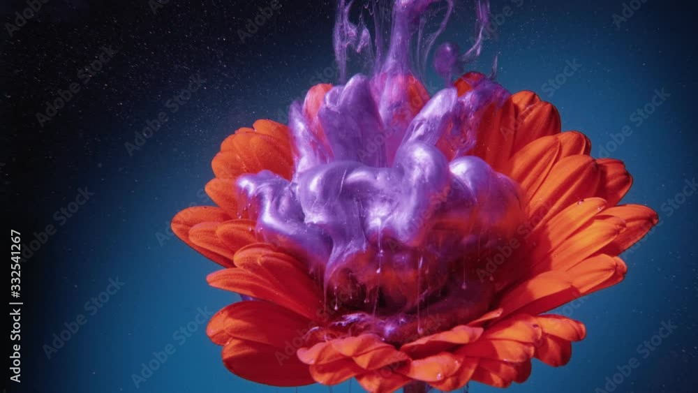 Flower ink drop. Psychedelic nature. Grape compote purple paint splash over lush lava orange daisy. Flower ink drop. Psychedelic nature. Grape compote purple paint splash over lush lava orange daisy.