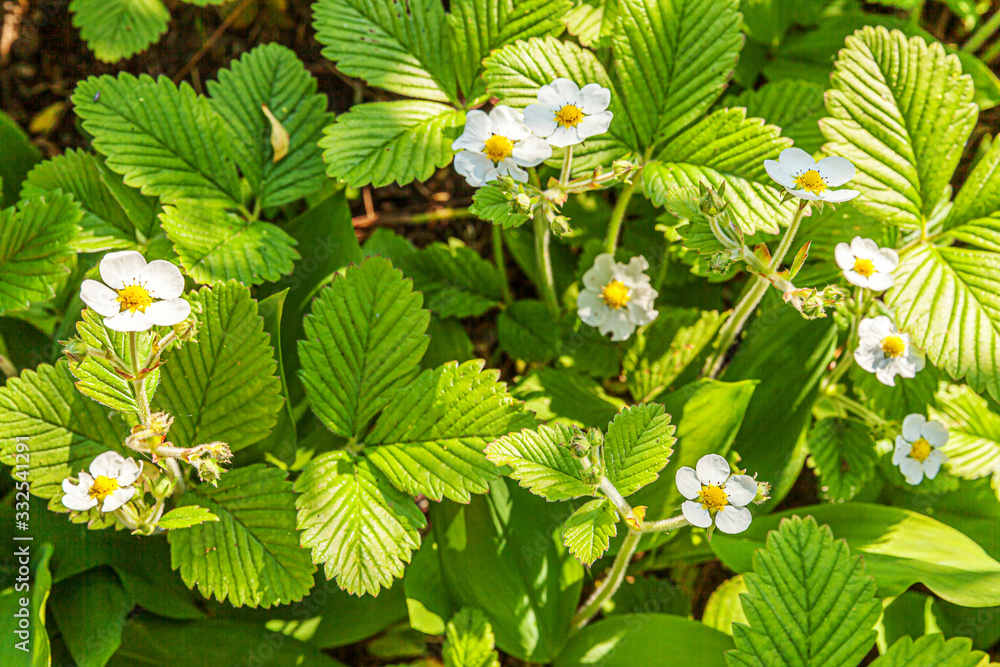 Industrial cultivation of strawberries. Bush of strawberry with flower in spring or summer garden bed. Natural growing of berries on farm. Eco healthy organic food horticulture concept background. Industrial cultivation of strawberries. Bush of strawberry with flower in spring or summer garden bed. Natural growing of berries on farm. Eco healthy organic food horticulture concept background.