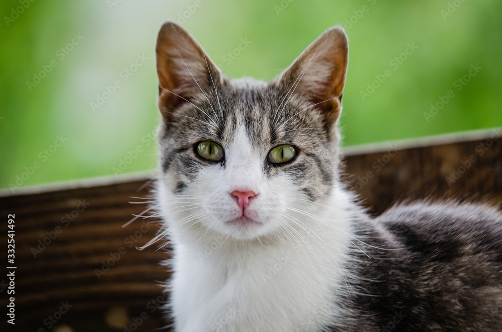 Portrait of a surprised cat Scottish Straight, closeup, isolated.