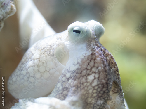 Photography portrait of a live small octopus in the sea