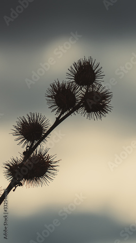 Close up photo with shallow depth of field of plants back-lit by the golden sun light.