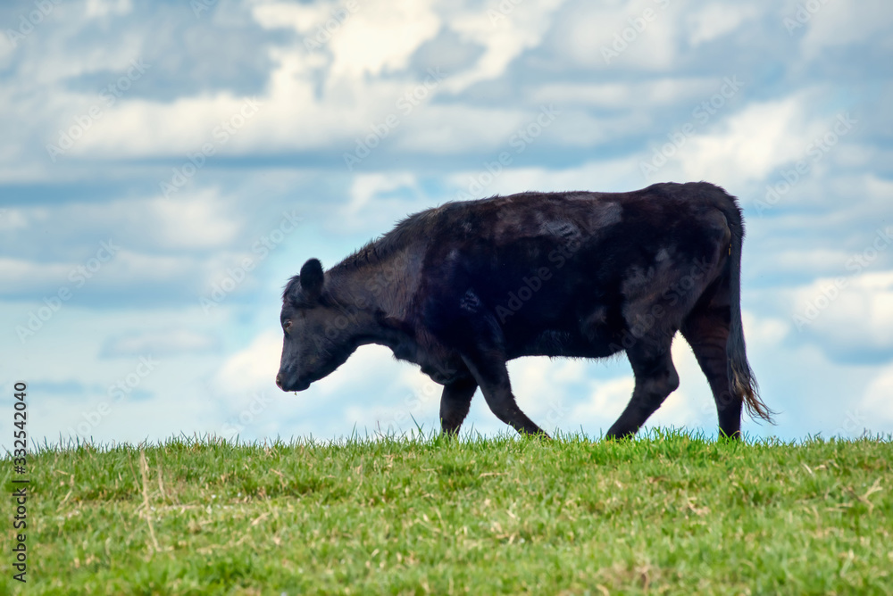 A black angus cow walking on top of a hill silhouetted against a cloudy sky. A black angus cow walking on top of a hill silhouetted against a cloudy sky.