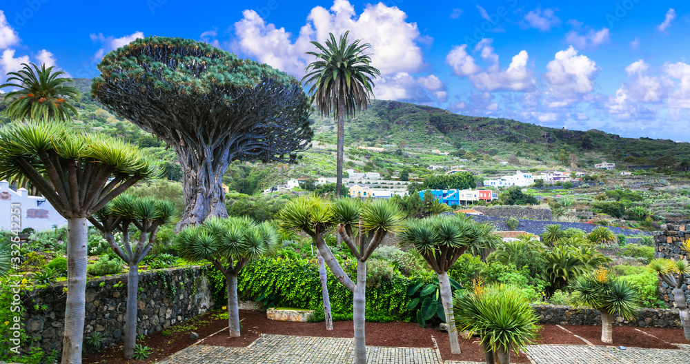 landmarks of Tenerife - famous old Dragon tree in Icod de los Vinos town, Canary islands